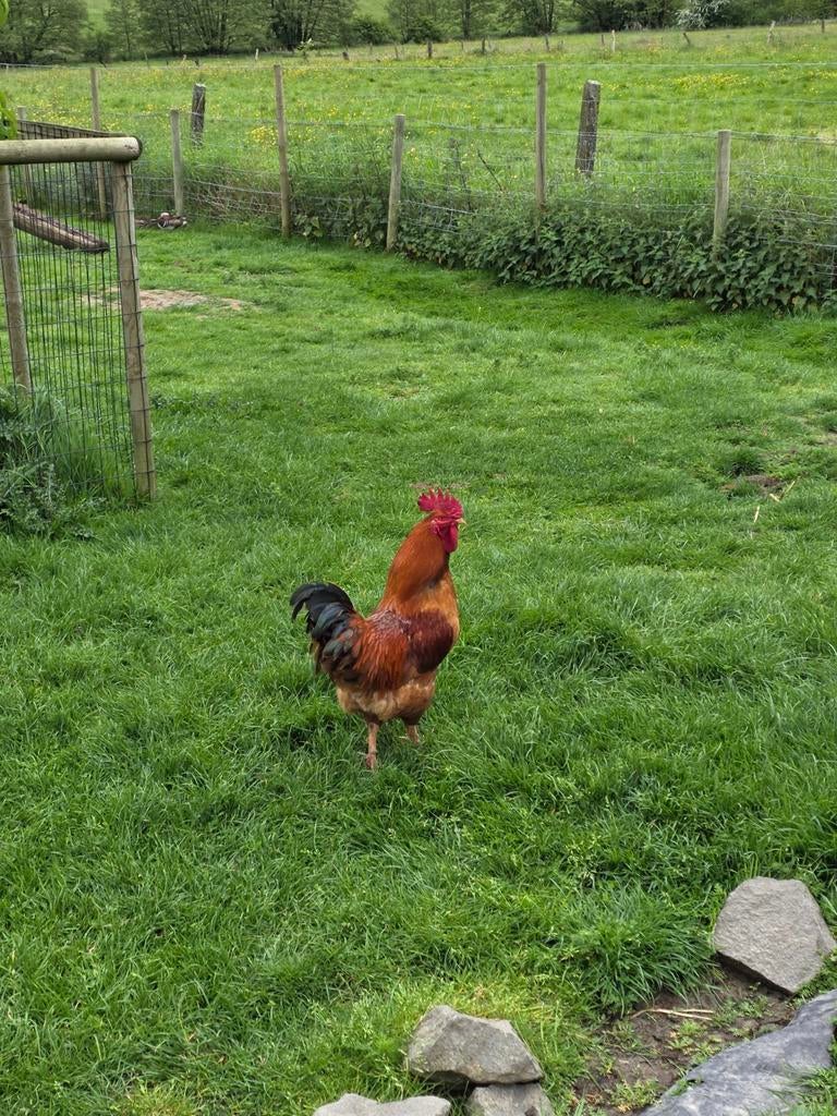 Haan 1j, Mâle, Poule ou poulet