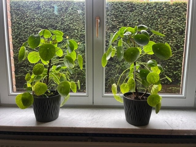 Plante à crêpes (60 cm) - Pilea Peperomdioides, Maison & Meubles, Autres espèces, En pot, Plein soleil, Moins de 100 cm