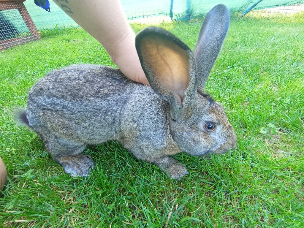 Mannelijk vleeskonijn, Dieren en Toebehoren, Mannelijk, Middelgroot, 0 tot 2 jaar