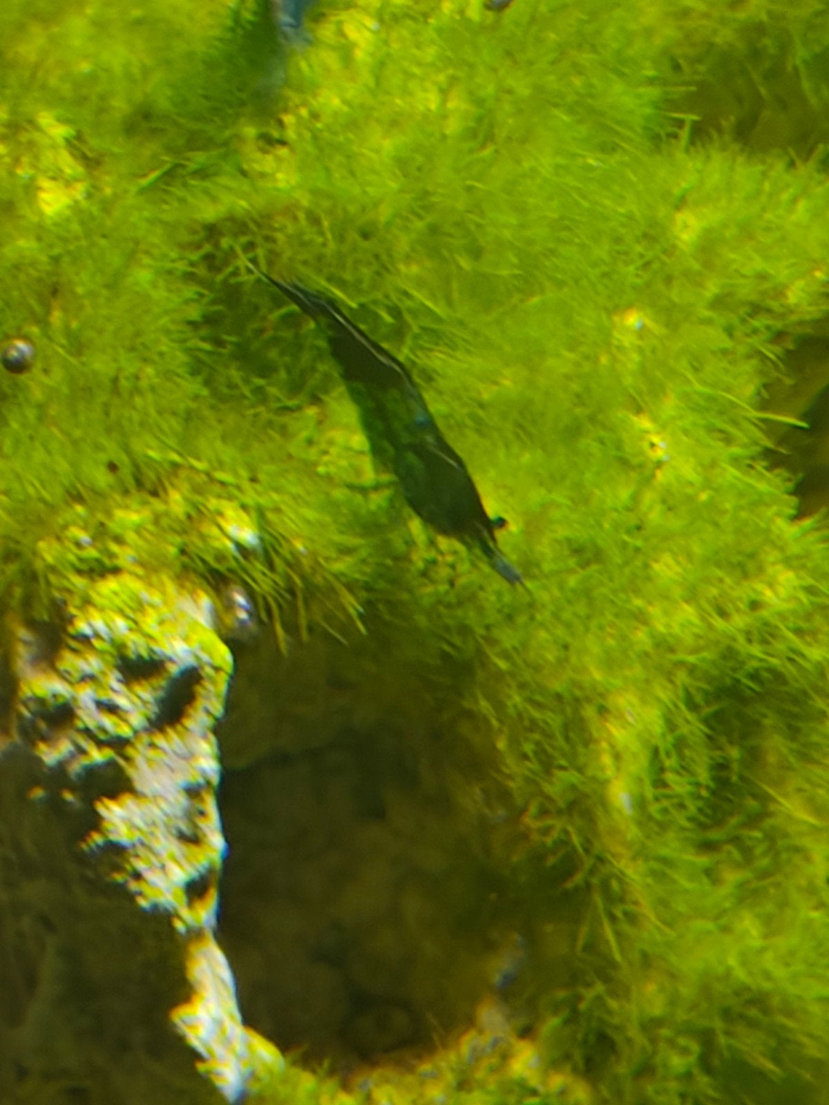 blauw zwarte garnaal  aquarium, Dieren en Toebehoren