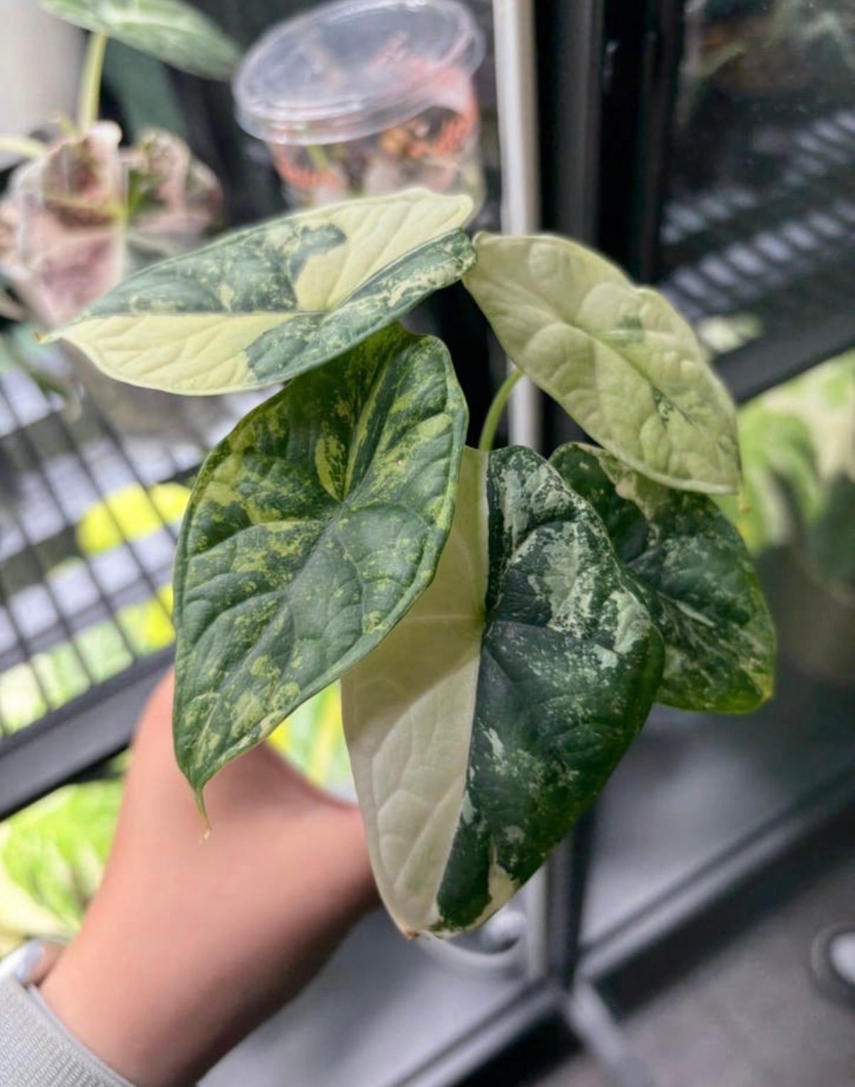Alocasia dragon scale variegata | knolletje, Huis en Inrichting, Ophalen, Overige soorten, Halfschaduw, Minder dan 100 cm