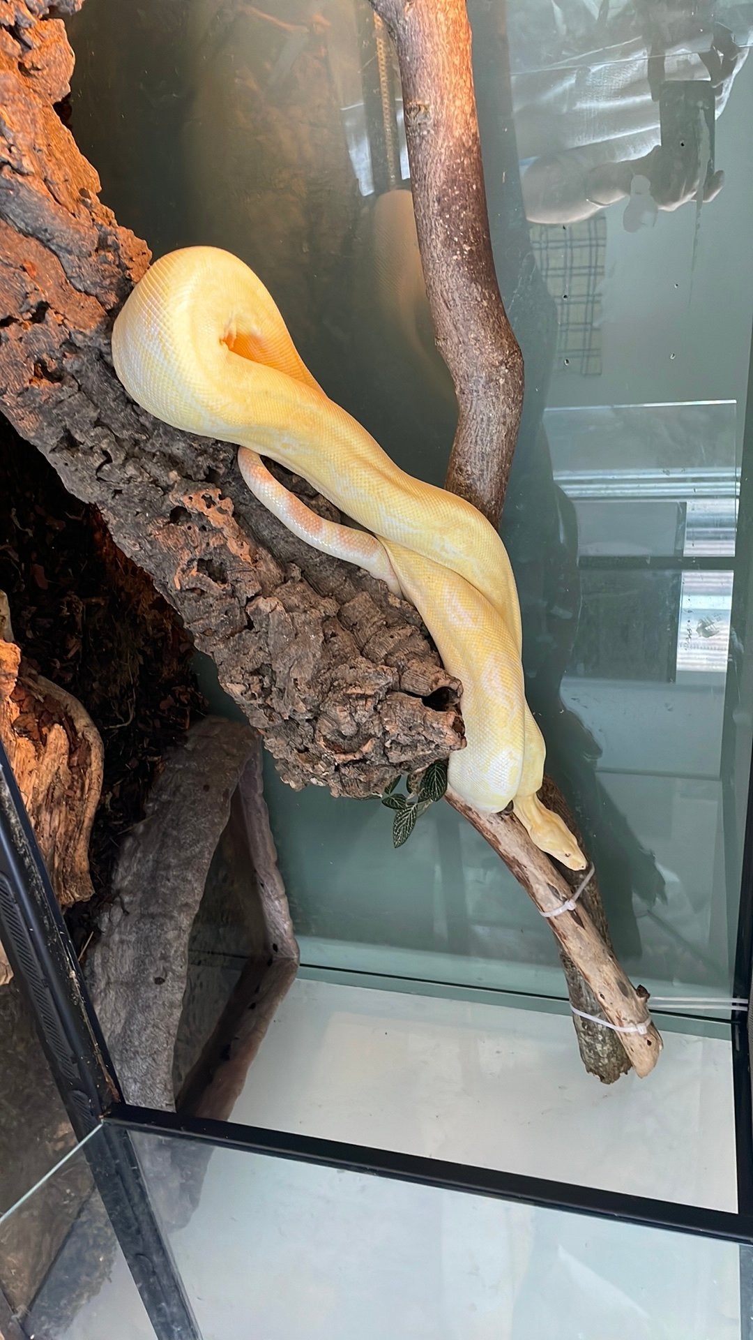 Boa constrictor imperator, Met terrarium