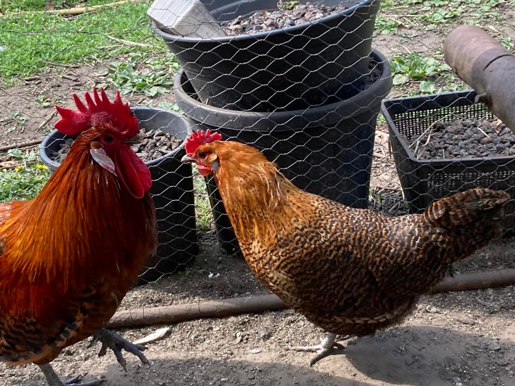 Koppel Zingems leghoen, Dieren en Toebehoren, Pluimvee