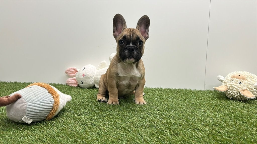 Chiots Bouledogue Français, Animaux & Accessoires, Maladie de Carré (chiens), Bouledogue, Plusieurs, Belgique