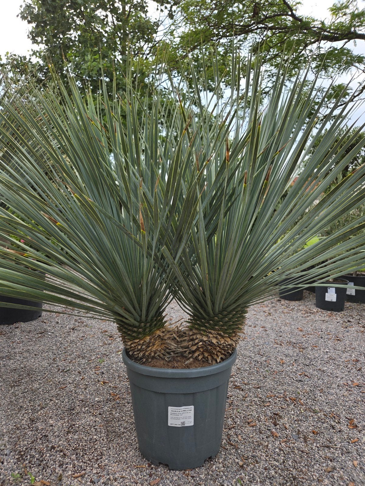 Yucca Rostrata 2 stam, Ophalen