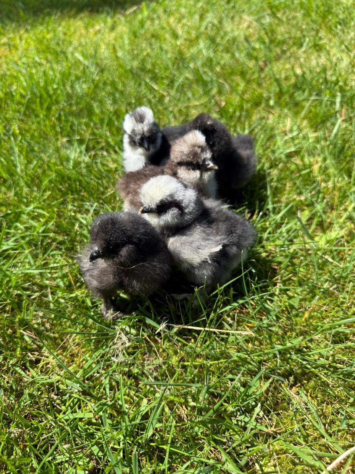 usa zijdehoen hennen, Dieren en Toebehoren