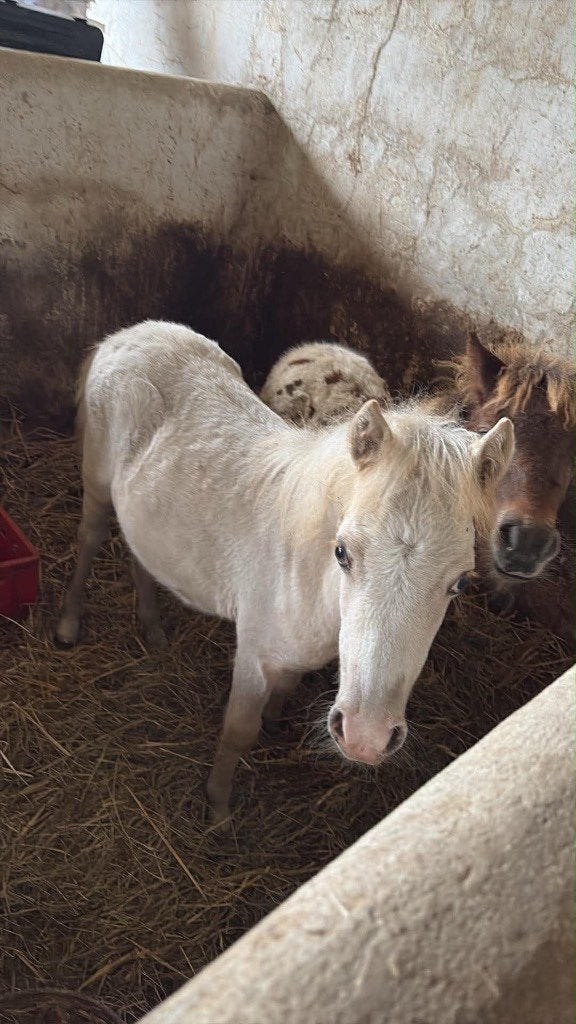 Poney, Animaux & Accessoires, Poney de récréation, 0 à 2 ans, Avec puce électronique, Poney A (jusqu'à 1.17 m)
