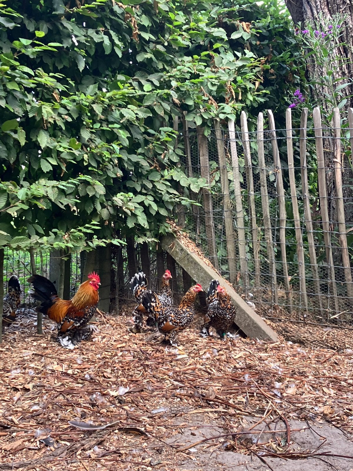 Nederlandse sabelpoot, Plusieurs animaux, Poule ou poulet