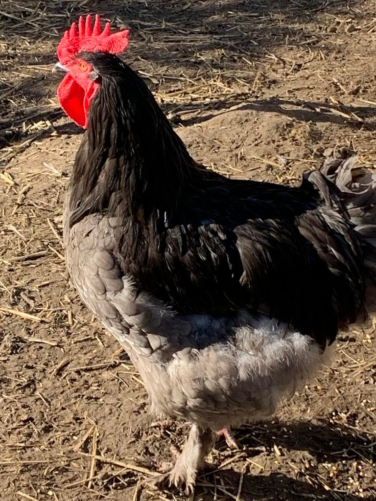 Gezocht broedeieren Mechelse blauw of zwart, Dieren en Toebehoren, Meerdere dieren, Kip