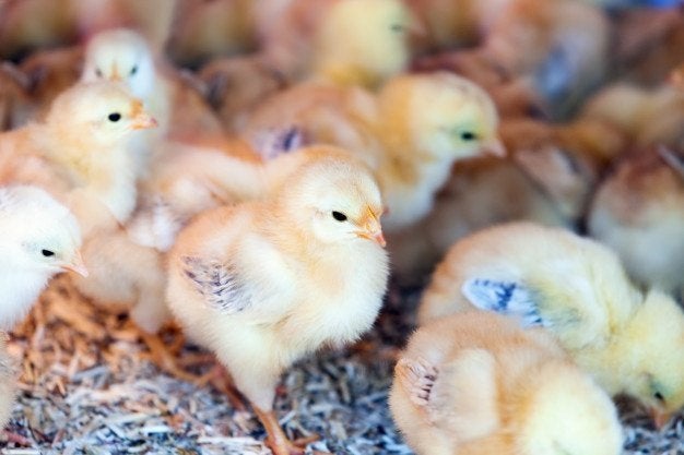 les 7 derniers poussins feminin 25 euros, Femelle, Poule ou poulet