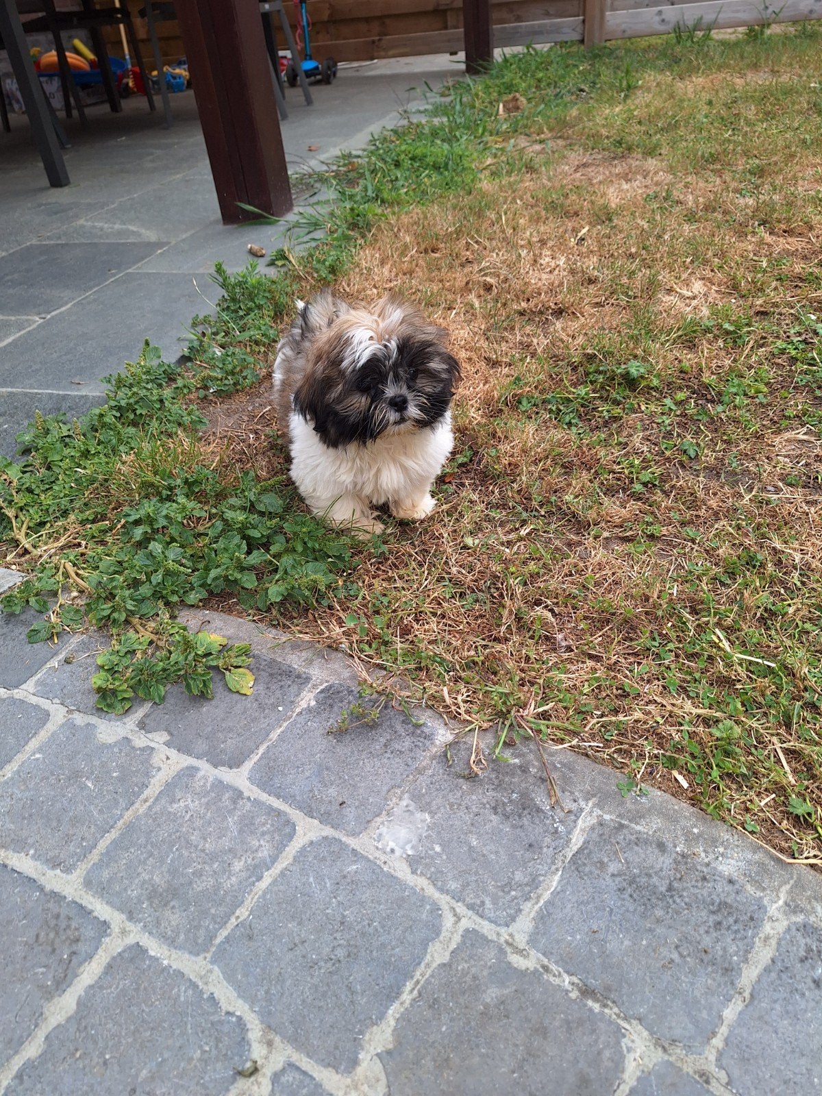 Shih tzu pups, Dieren en Toebehoren, Parvo, België, 8 tot 15 weken, Meerdere