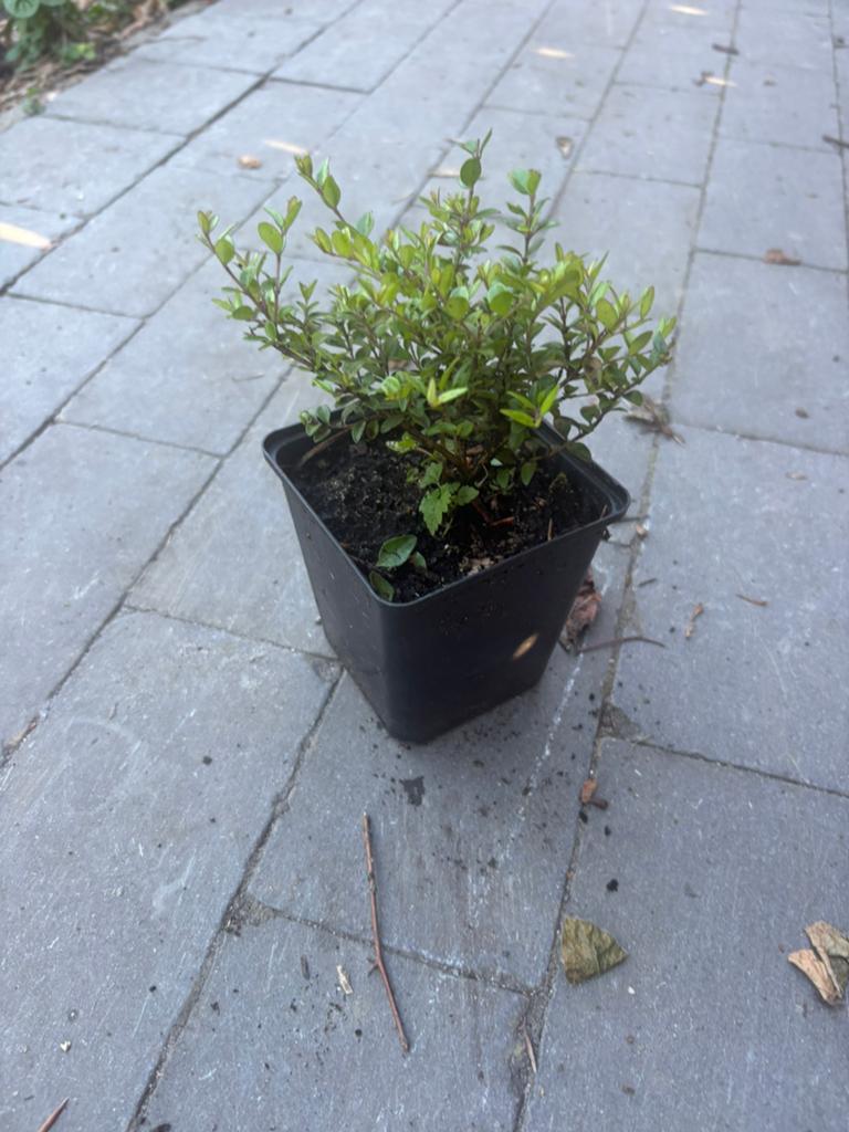 Lonicera nitida elegant, Tuin en Terras, Ophalen