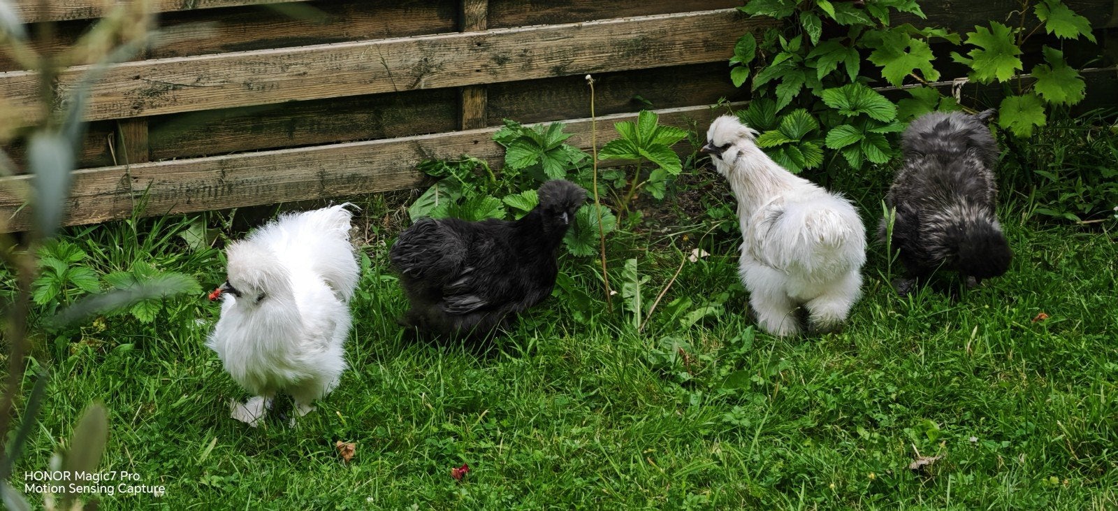 4 zijdehon kippen . 4 poules soie