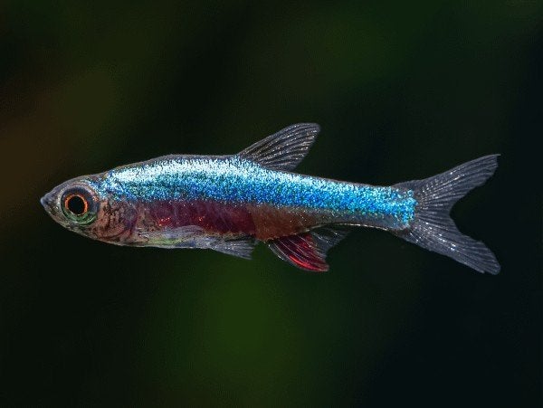 15x Rasbora Blue axelrodi (kweekgroep) - aquariumvis - visse, Dieren en Toebehoren, Vissen | Aquariumvissen, Vis, Zoetwatervis