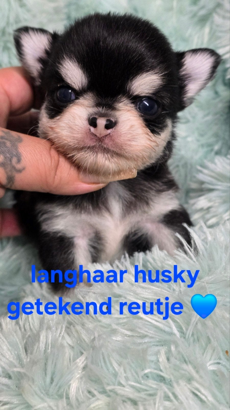 Prachtige langharige en korthaaar chihuahua pups, 8 à 15 semaines, Plusieurs, Éleveur | Loisir, Chihuahua