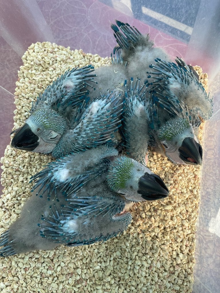 Tamme blauwgele ara, Dieren en Toebehoren, Vogels | Parkieten en Papegaaien, Geslacht onbekend, Papegaai, Pratend
