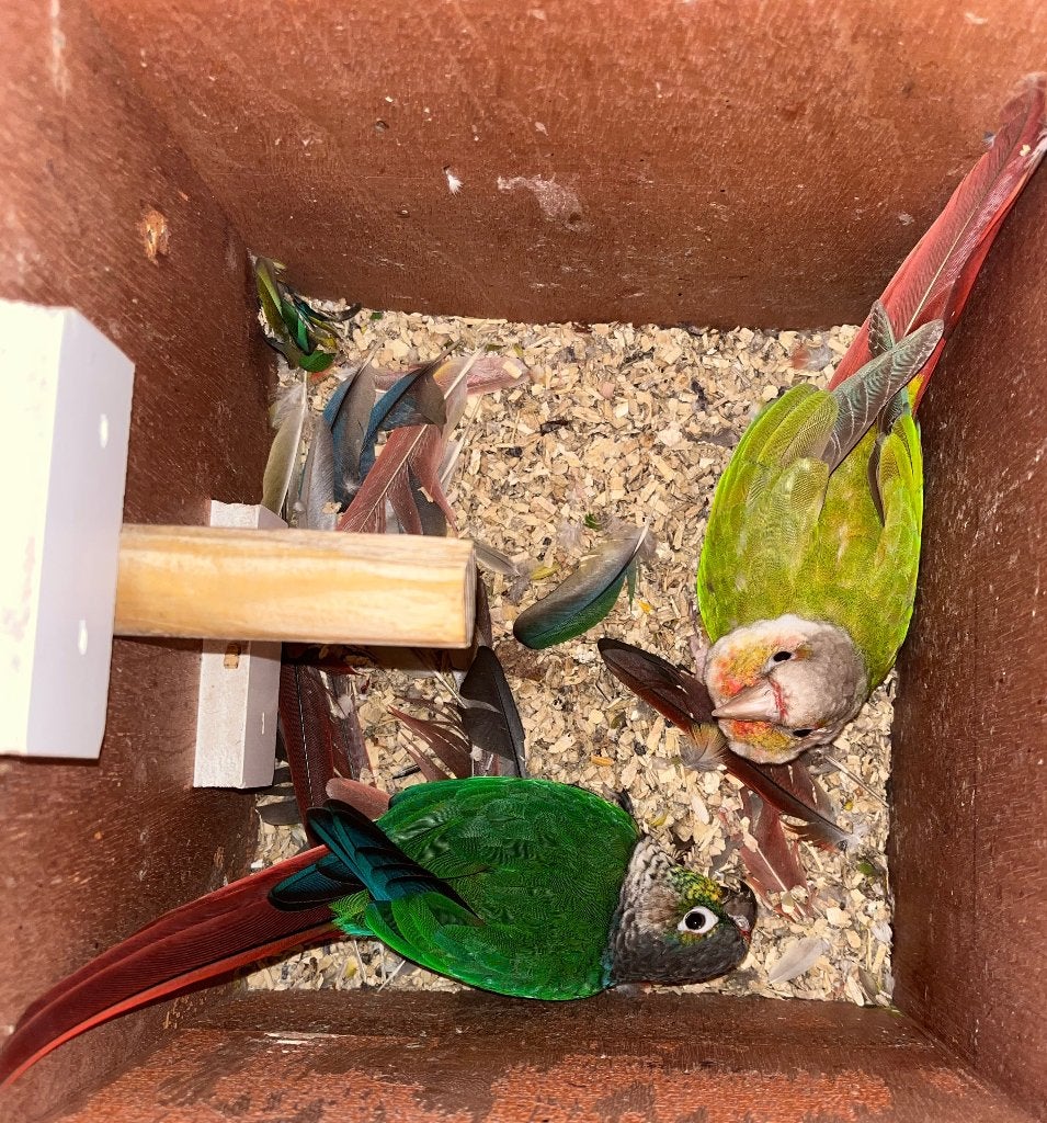 Koppel pyrrhura, Dieren en Toebehoren, Meerdere dieren, Parkiet, Geringd