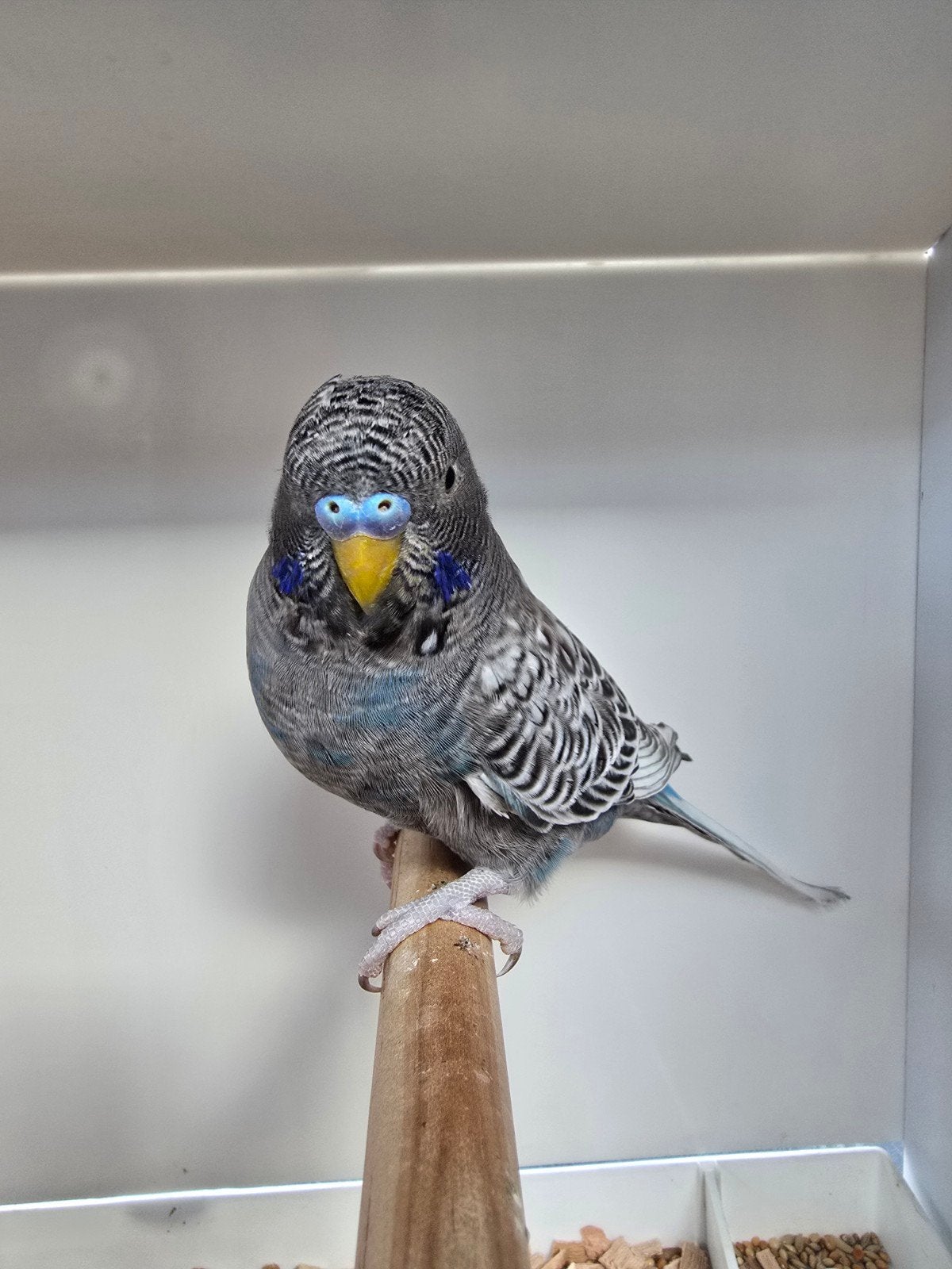 grasparkiet d blauw melanistic blackface