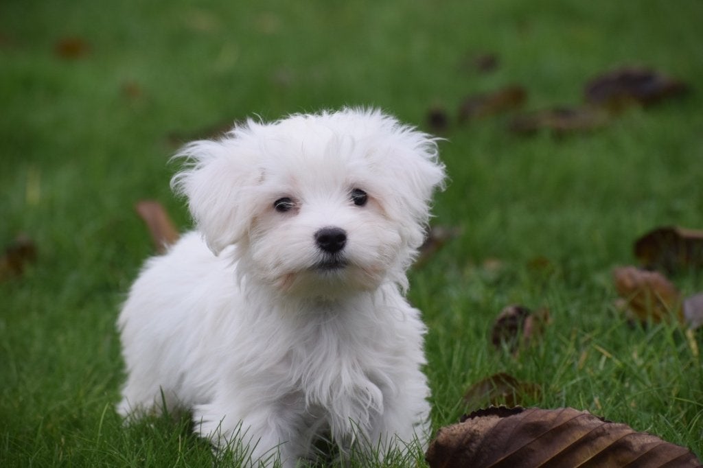Nouveau nid pour chiots maltais, Animaux & Accessoires, Chiens | Chihuahuas & Chiens de compagnie, Plusieurs animaux, Bichon maltais