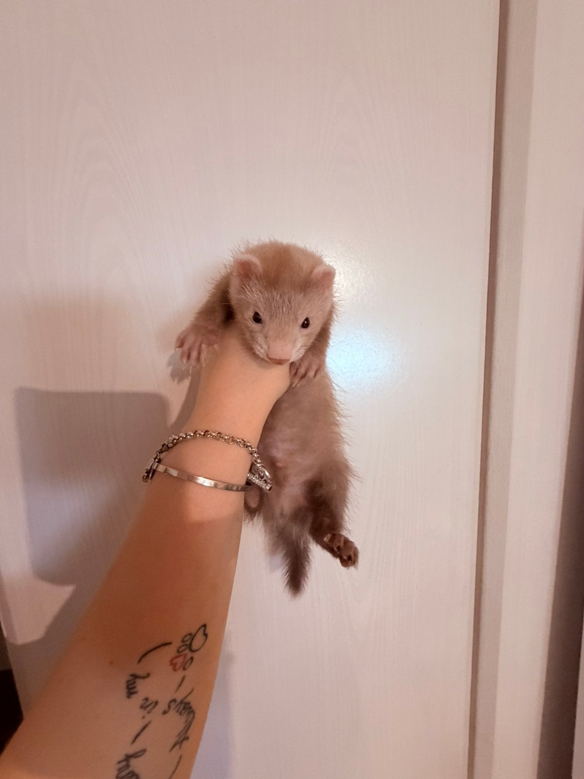 Mooi choco fretten rammetje pup, Dieren en Toebehoren, Overige Dieren, Juni, Mannelijk