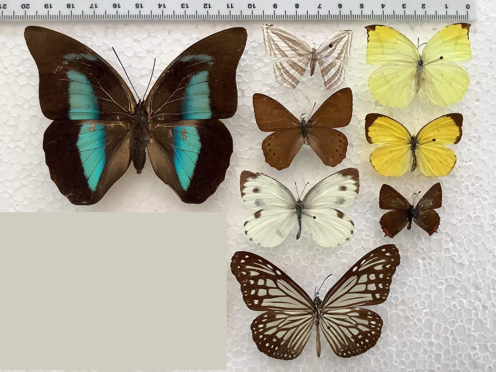 Lot vlinders A- / B, Verzamelen, Ophalen of Verzenden, Insect, Opgezet dier