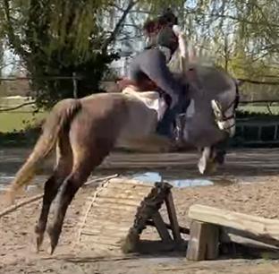 Knappe 7jarige D-pony (ruin) voor ervaren ruiter met ambitie, Dieren en Toebehoren, Pony's, Ruin, Springpony, 7 tot 10 jaar, D pony (1.37m tot 1.48m)