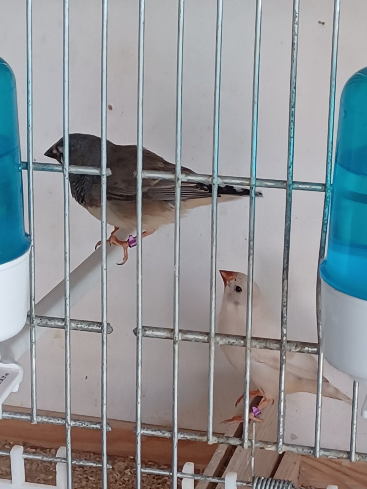 zebravinken 2026, Dieren en Toebehoren, Meerdere dieren, Tropenvogel, Geringd