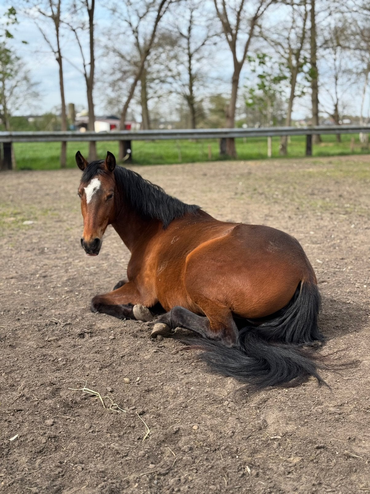 3 jarige merrie te koop met een gouden karaktertje, Dieren en Toebehoren, Merrie
