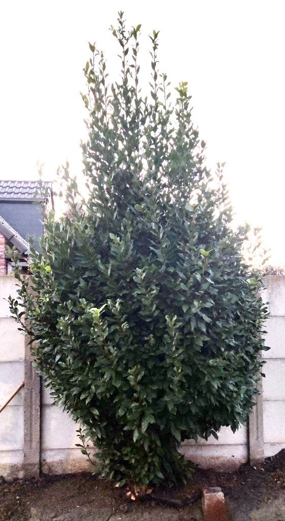 Mooie grote laurier boom 3 Meter hoog, Ophalen, Overige soorten, 250 tot 400 cm