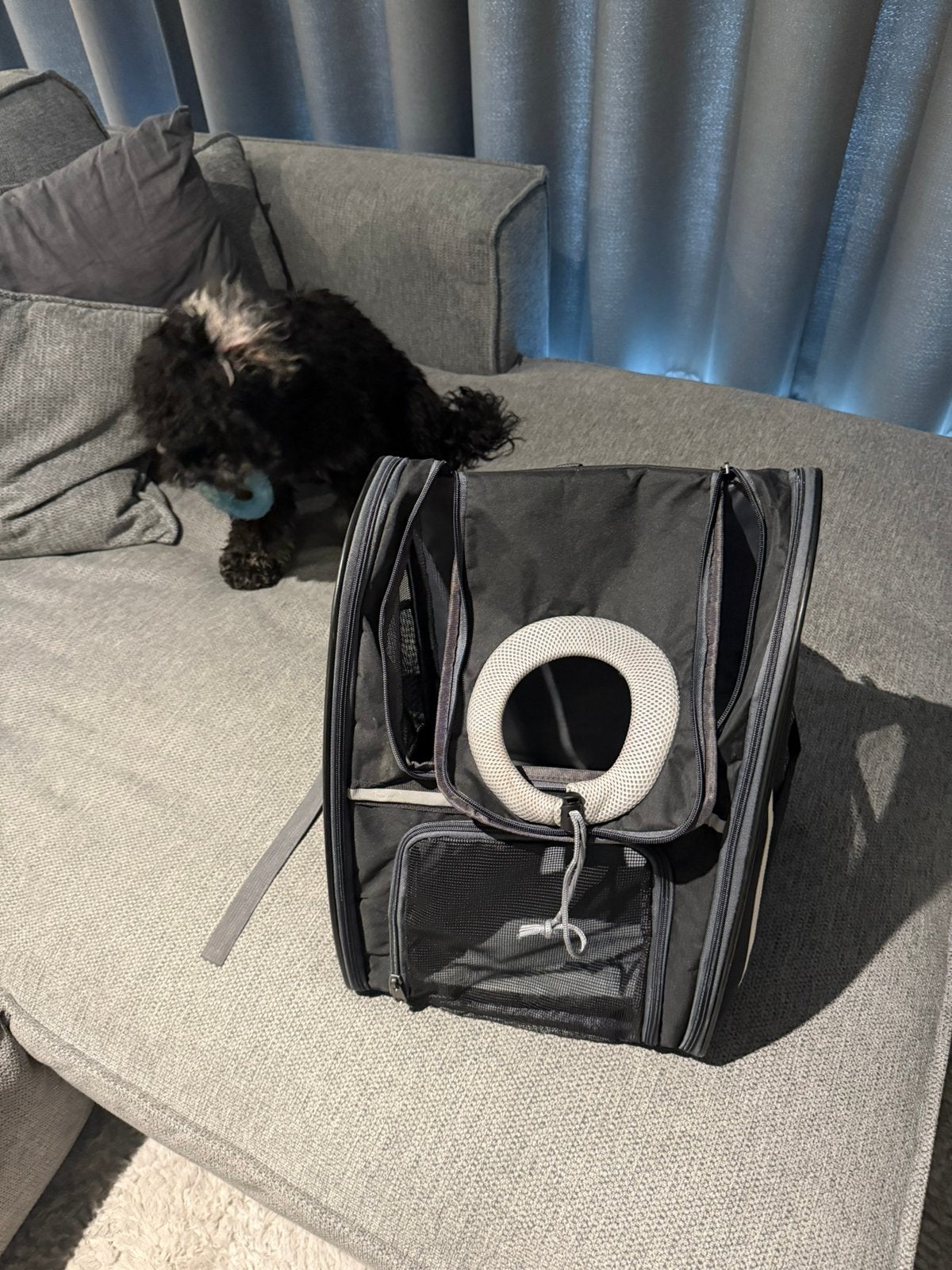 Rugzak hond, Dieren en Toebehoren, Honden-accessoires, Ophalen