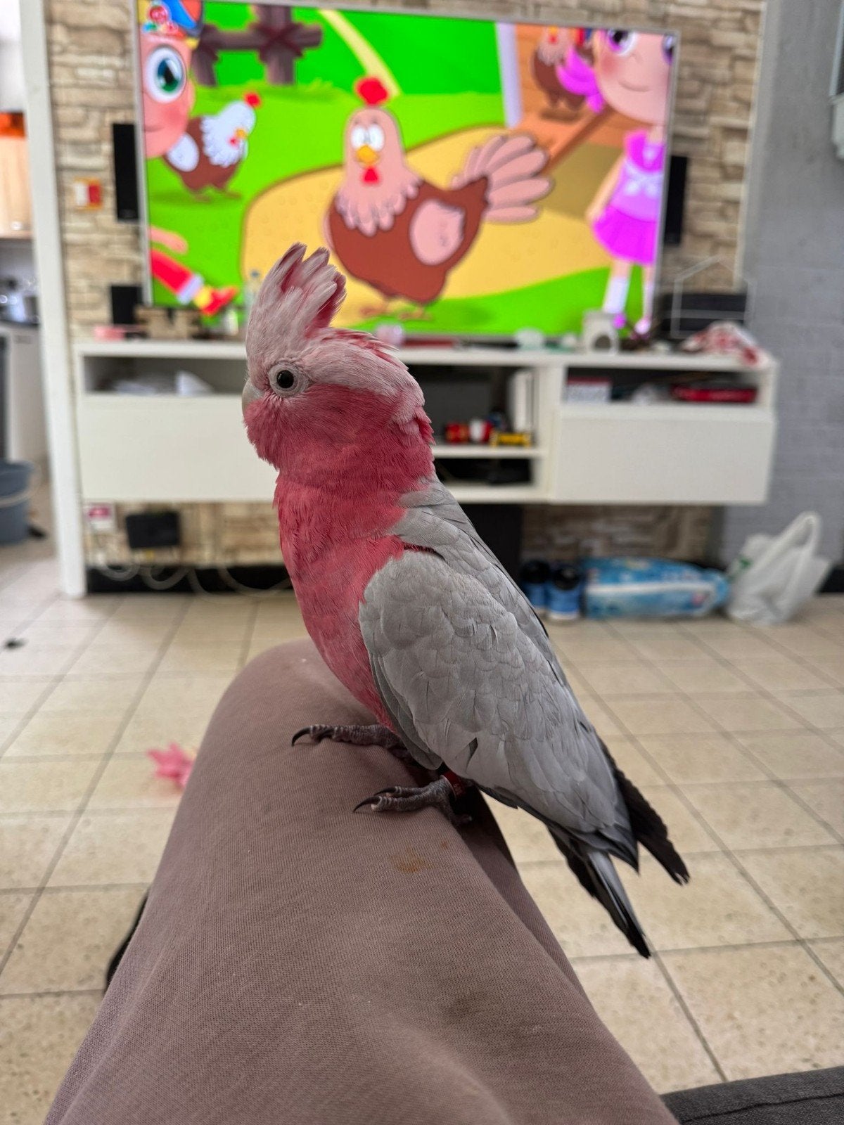 Cacatoes Rosalbin, Animaux & Accessoires, Oiseaux | Accessoires