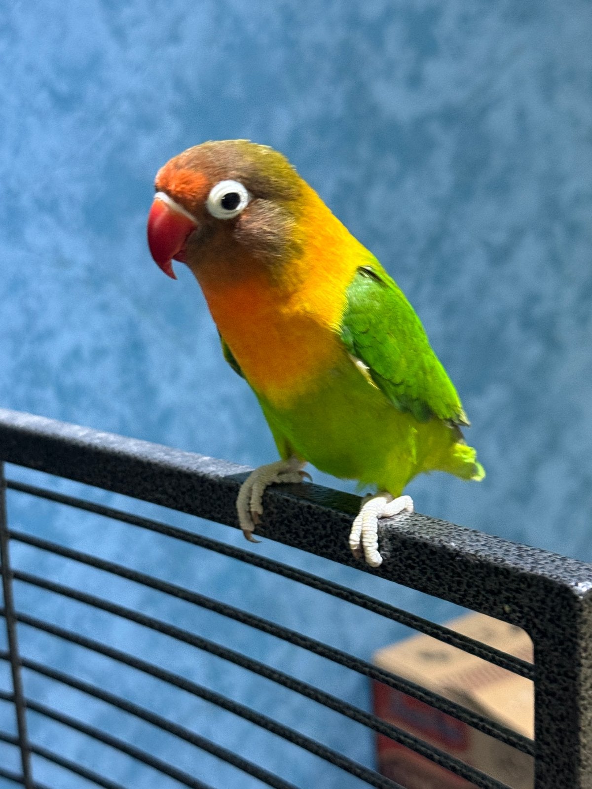 Inséparable super apprivoisée, Animaux & Accessoires
