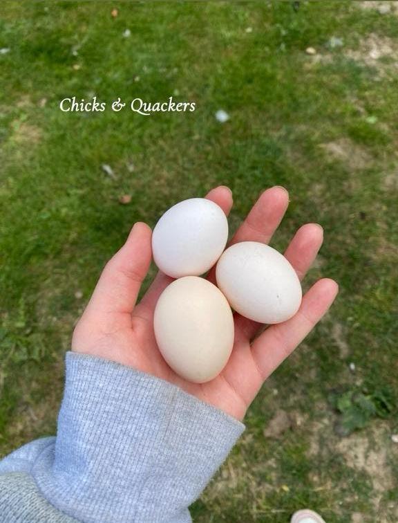 Cochin kriel broedeieren - Raszuiver! 🥚