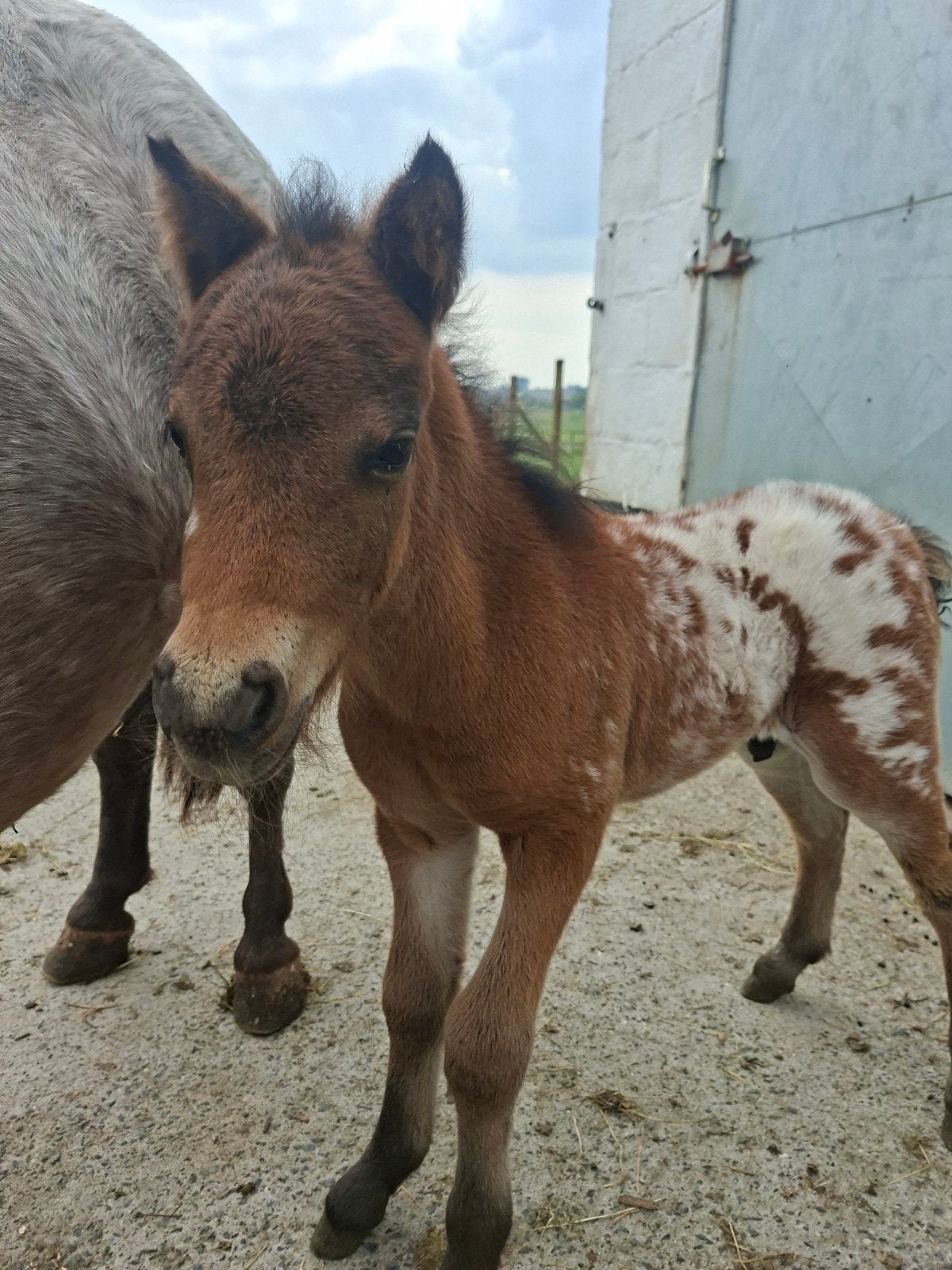 Hengsveulentje te koop, Animaux & Accessoires, Chevaux, Étalon, Cheval de récréation, 0 à 2 ans