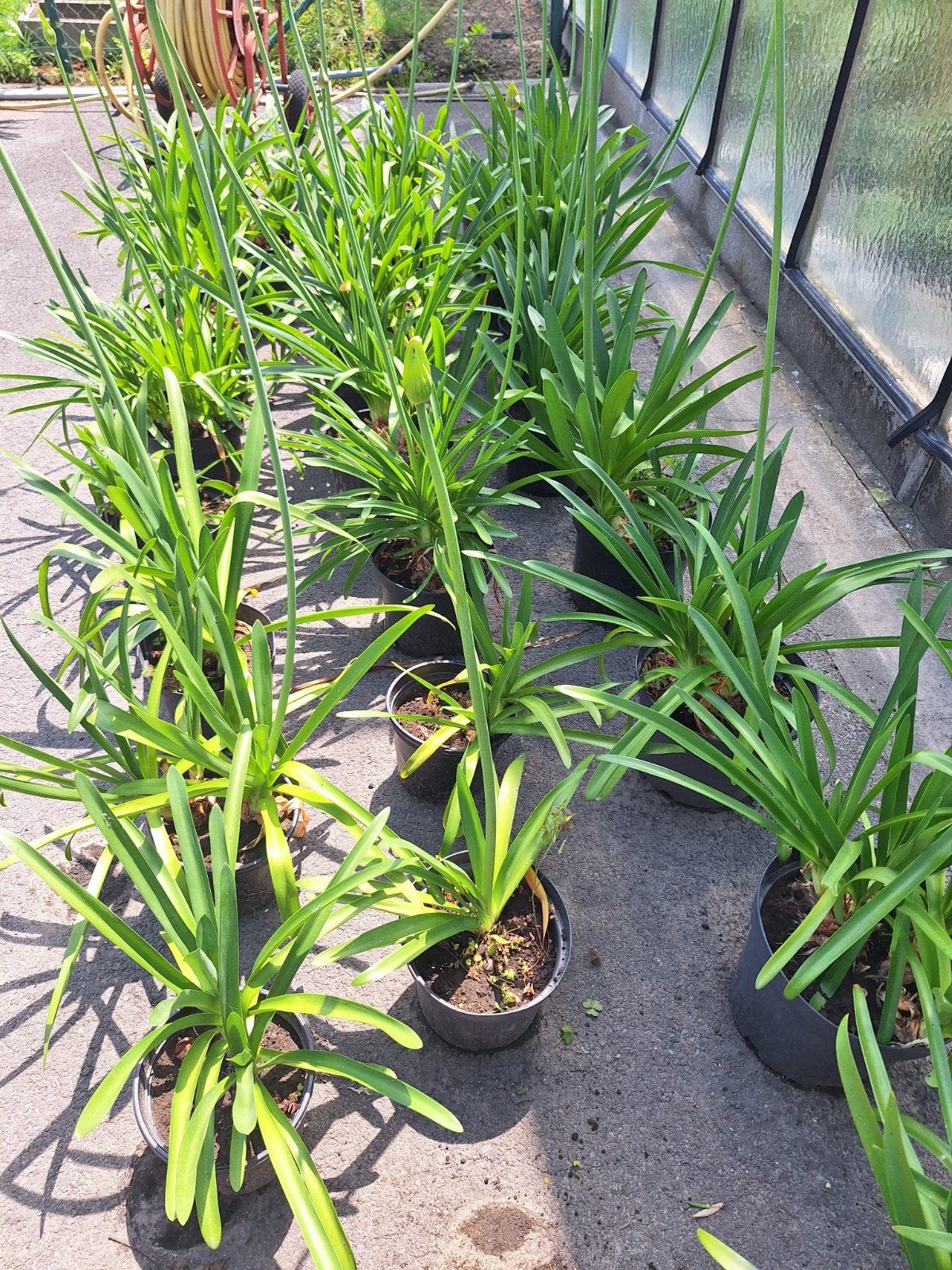 Agapanthus, afrikaanse lelie,terrasplant,bloemen, Ophalen