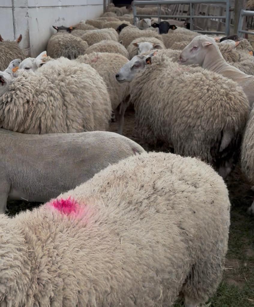 Étagère, Mâle, Mouton, 0 à 2 ans