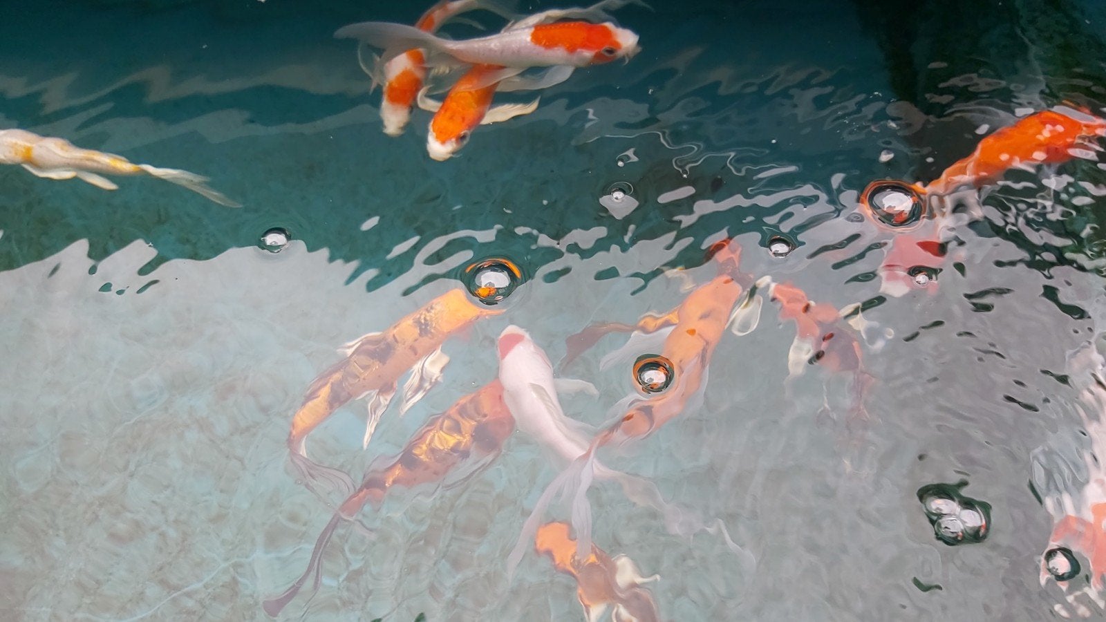 sluier koi 18-21cm vlinderkoi, Dieren en Toebehoren