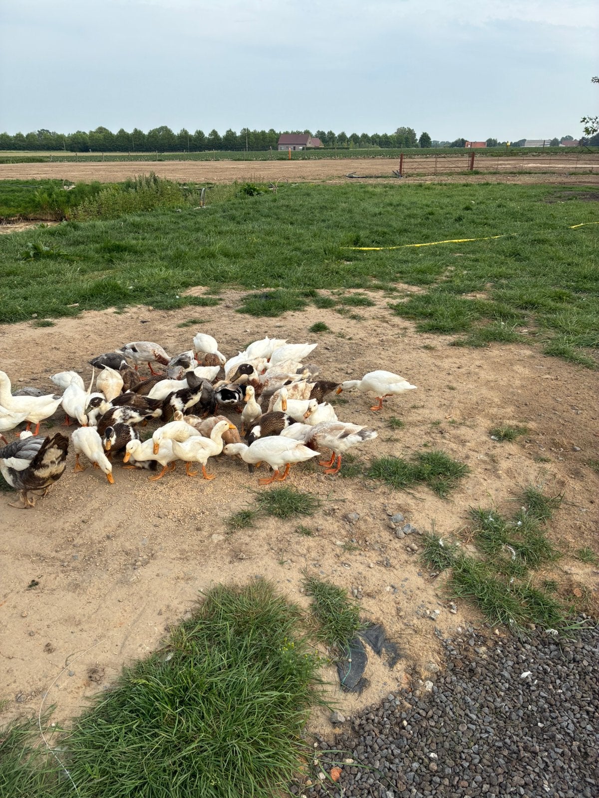 Loopeenden, Animaux & Accessoires, Volatiles, Plusieurs animaux, Canard