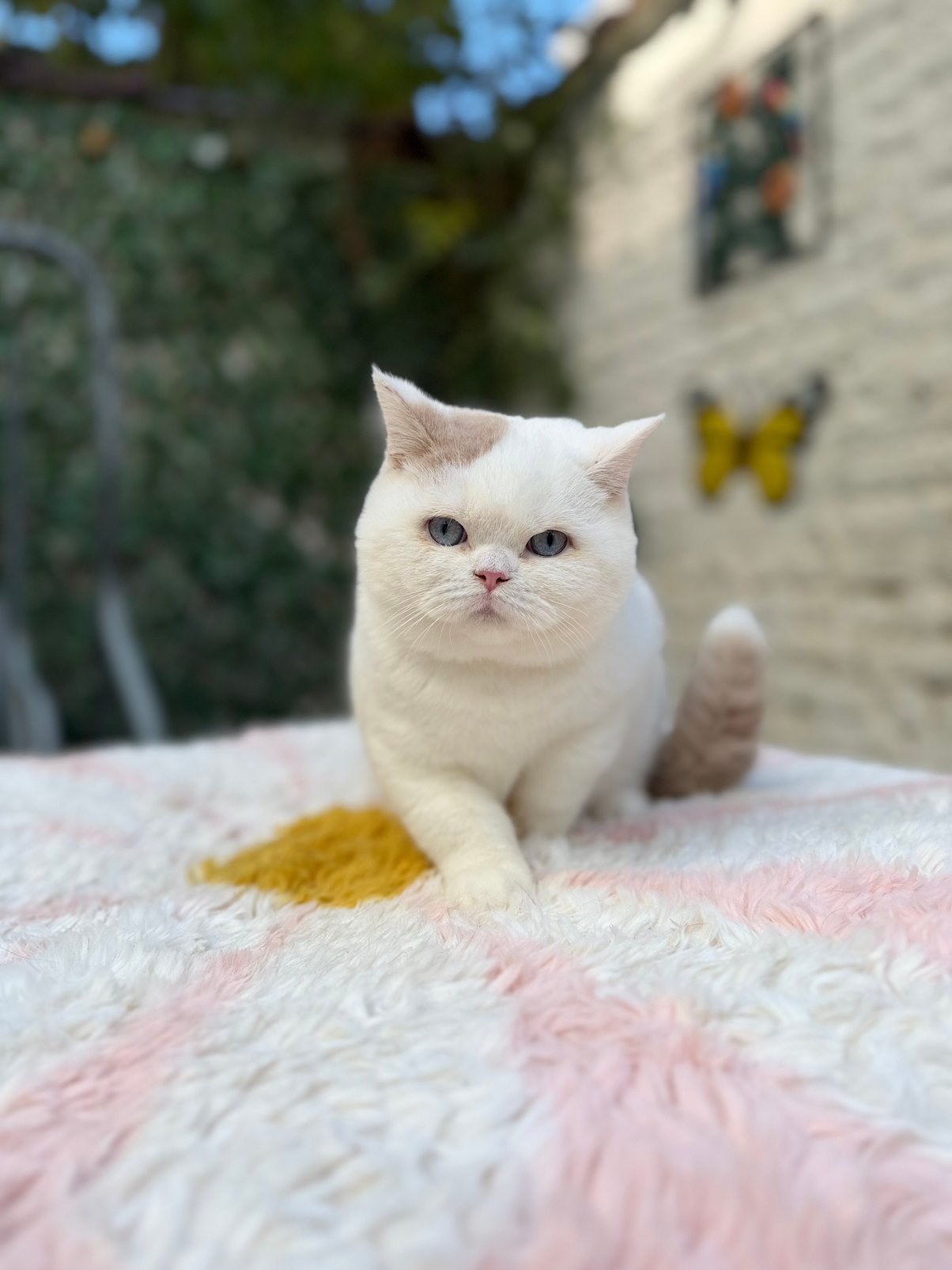 Chatons British Shorthair – Chatterie Al Samarrai, Bruxelles, Dieren en Toebehoren, Kater, Met stamboom, 0 tot 2 jaar
