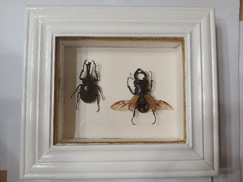 Taxidermy, Verzenden, Nieuw, Insect, Opgezet dier