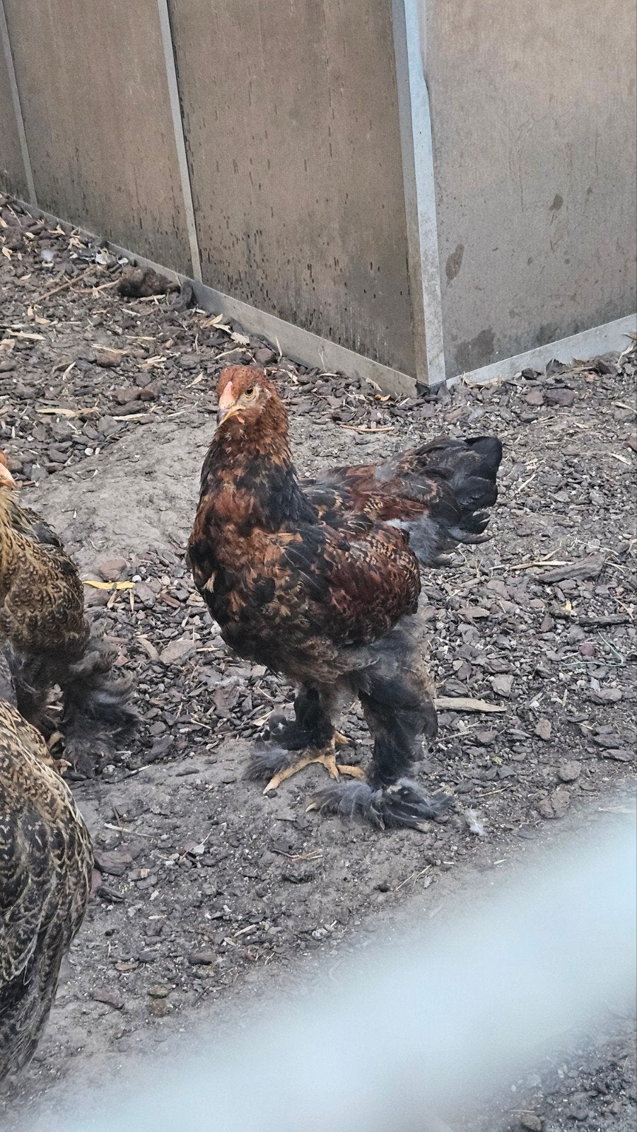 Jonge Brahma Goudpatrijs haan, Dieren en Toebehoren, Pluimvee, Mannelijk, Kip