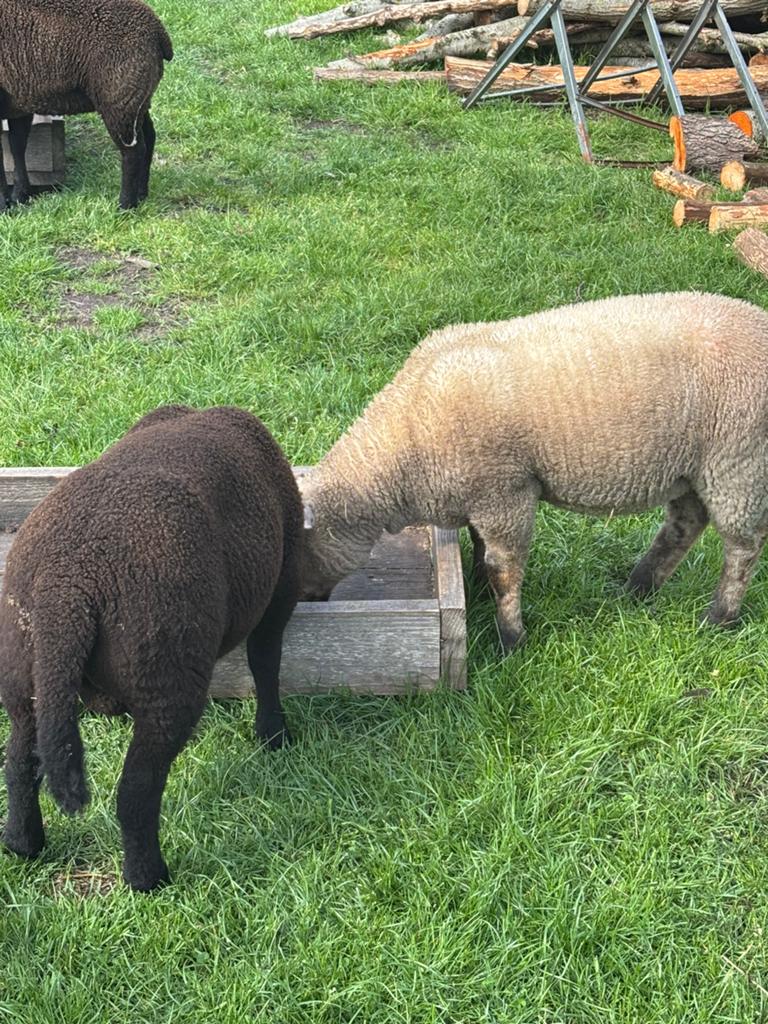 Bok, Mannelijk, Schaap