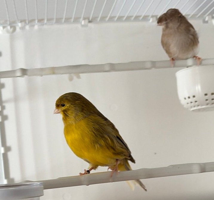 1 males /1 femelle a vendre ou echange ( Gloster), Plusieurs animaux, Canari de posture