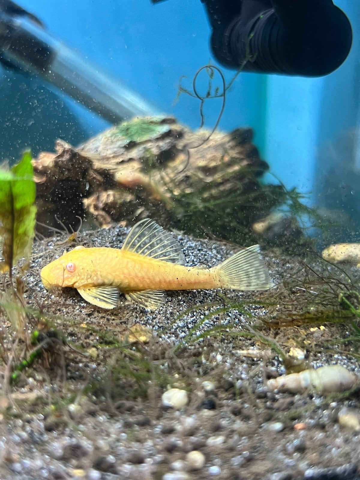albino ancistrus, Animaux & Accessoires, Poisson, Poisson d'eau douce