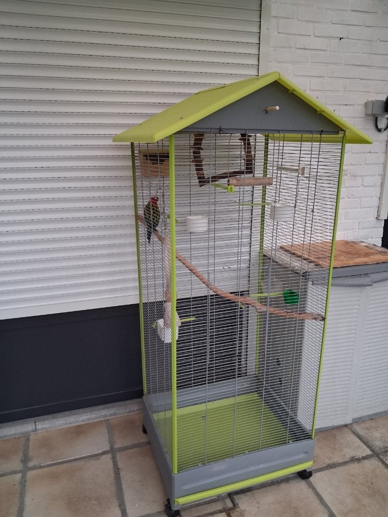 rosella man met grote kooi, Dieren en Toebehoren, Vogels | Parkieten en Papegaaien, Mannelijk, Parkiet