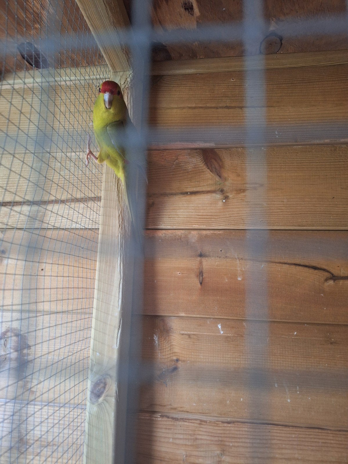 Kakariki, Dieren en Toebehoren