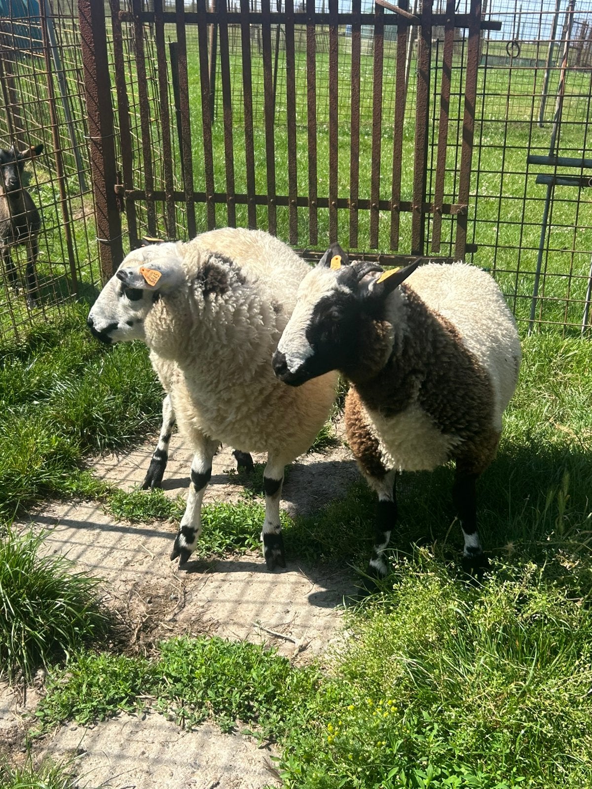 Koppel mooie jonge gekruiste baggerbonte lammeren, Mouton