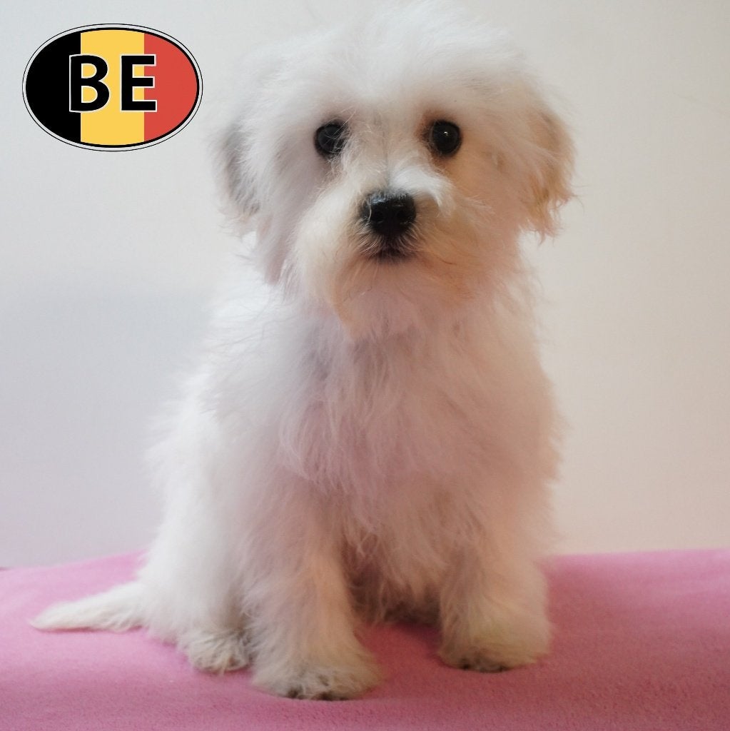 Schnoodle (Poedel X Schnauzer) teefjes te koop, Dieren en Toebehoren, Parvo, België, 8 tot 15 weken, Teef