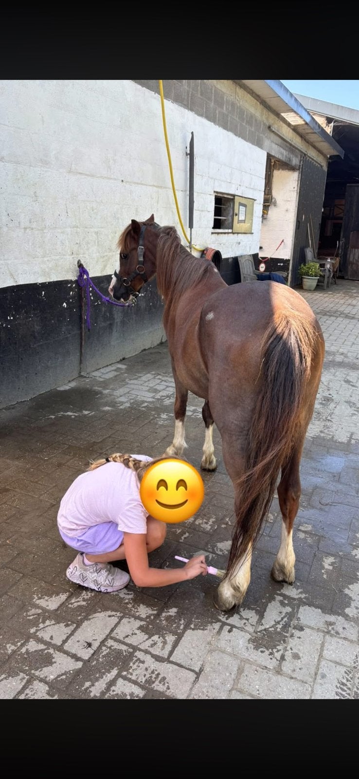 Pony te koop, Dieren en Toebehoren, Ruin, Zadelmak, A pony (tot 1.17m), 11 jaar of ouder