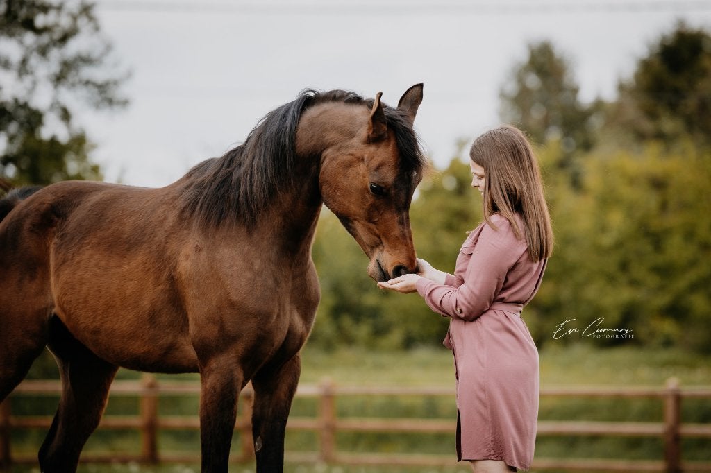 Lieve arabische ruin zoekt revalidatieplekje, Dieren en Toebehoren, E pony (1.48m - 1.57m), B, Ruin, 7 tot 10 jaar